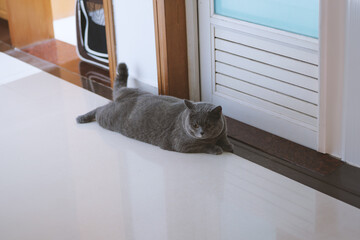 The cute fat gray British shorthair pet cat likes its owner to play with the cat toys in the cat...