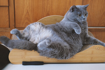 Cute gray fat British shorthair pet cat. He eats a little too much cat food and needs to consider a...