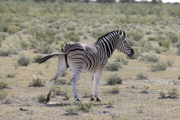 Picture of a zebra standing in the Etosha National Park in Namibia