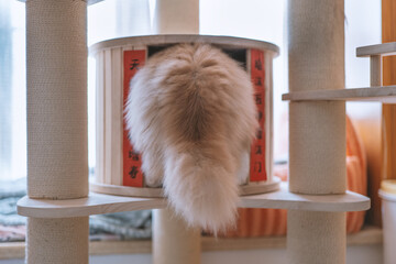 The cute yellow fat British long-haired pet cat likes its cat climbing frame very much. It is so...
