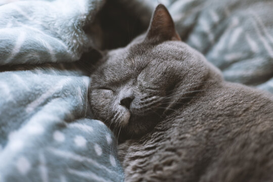 The cute fat gray British shorthair pet cat likes to sleep on the sofa bed on the cat climbing frame, showing various funny sleeping positions, and covering himself with quilts.