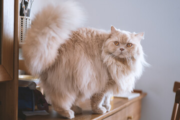The cute, light yellow and slightly obese British long-haired cat lies on the ground or on the sofa...