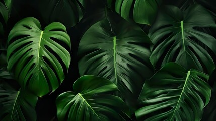 A detailed macro photography of monstera leaves showcasing the textures and vibrant green color
