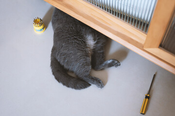 The cute fat gray British shorthair pet cat likes to sleep under the owner's cupboard, showing...