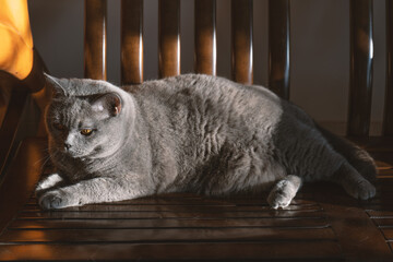 The cute gray and slightly obese British shorthair cat sleeps in the pet cat nest and occasionally sleeps on the cat climbing frame, showing various funny sleeping positions. - obrazy, fototapety, plakaty