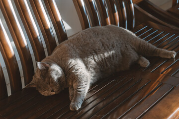 The cute gray and slightly obese British shorthair cat sleeps in the pet cat nest and occasionally sleeps on the cat climbing frame, showing various funny sleeping positions. - obrazy, fototapety, plakaty