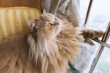A close-up of the eyes of a cute light yellow, slightly fat British long-haired cat. It has a pair...