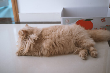 A close-up of the eyes of a cute light yellow, slightly fat British long-haired cat. It has a pair...