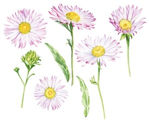 Pink daisy flowers watercolour botanical illustration 