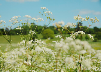 White wild little flowers meadow. Field with growth plants in Spring, allergies season.