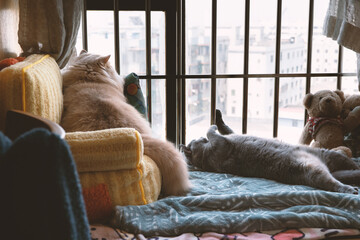 The cute gray fat British shorthair cat is sleeping on a warm and comfortable pet sofa bed. The sun...