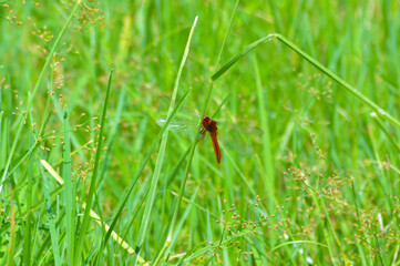 Close-Up Of A Dragonfly Perched On A Wild Grass Leaf Under The Scorching Sun In The Rice Fields
