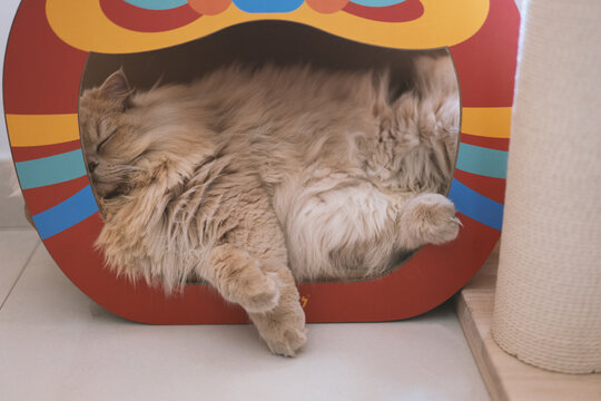 The cute yellow fat British long-haired pet cat likes the owner's bed very much and is sleeping comfortably with its fluffy cat paws in front, like a sleeping and snoring superman.
