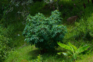 High-Angle View Of Cassava Plants Amidst Grass Fields And Other Vegetation In A Farm Field
