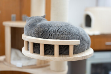 The Adorable, Plump Gray British Shorthair Cat is Sleeping Comfortably in a Warm Cat Bed, Waking Up...