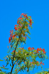 Low-Angle Portrait View Of The Crown Adorned With Branches, Leaves, And Clusters Of Red Flowers Of Delonix Regia Against A Clear Blue Sky