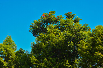 Natural Beauty Of The Canopy Of African Tulip Tree With The Freshness Of Its Leaves And Red Flowers...