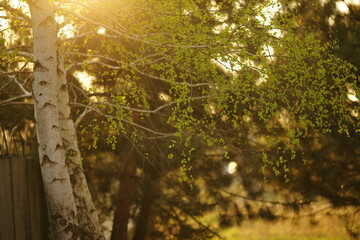 Background of lovely birch tree with green leaves in summer garden.