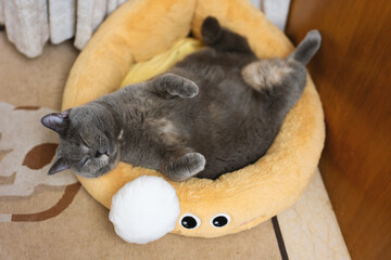 The Gray, Plump British Shorthair Cat Sleeps in Different Places, Sometimes in the Cat Bed,...