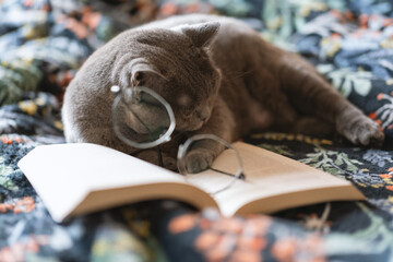 A British Shorthair Cat Is Studying and Reviewing for an Exam, But Getting Sleepy and Almost Napping
