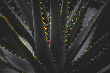 Highlighted thorns of an aloe plant in a fine art image for background use