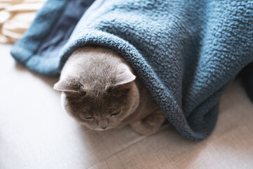 A chubby, big-faced, blue-gray British shorthair cat is resting on its owner's bed. Its big eyes...