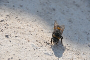 bee on the ground