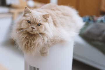 The cute light yellow British long-haired pet cat decided to lie directly on the smart dehumidifier...