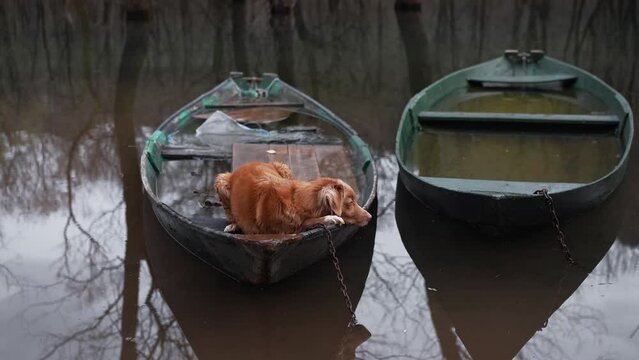 A Nova Scotia Duck Tolling Retriever rests in a boat on calm floodwaters. The dog adds a touch of life to the serene, waterlogged landscape.