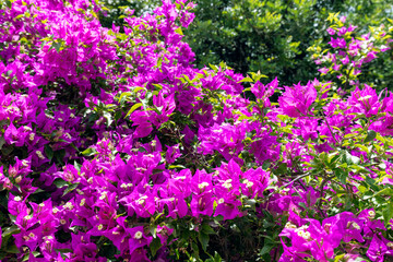 Dense clusters of bright pink bougainvillea blooms offer a stunningly vivid backdrop, ideal for...