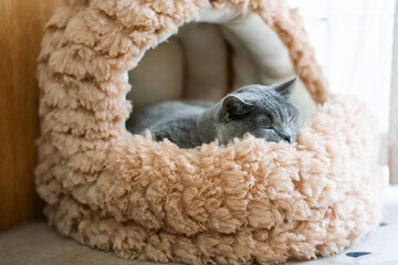 The cute fat gray British shorthair pet cat likes to sleep on the sofa bed on the cat climbing...