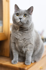 big-faced, blue-gray British shorthair cat who loves to play and sleep on its cat tree. Upon waking up, it curiously surveys its surroundings with its big eyes, eagerly anticipating a delicious lunch