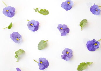 Set of flowers.Violet flowers on a white background. Top view, background.