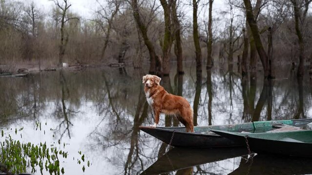 Alert Nova Scotia Duck Tolling Retriever on a boat surveys the flooded terrain. The watchful dog stands out against the mirror-like waterscape