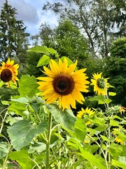 sunflowers in the park