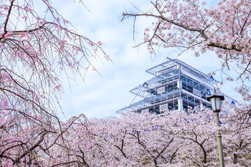 桜と再現された福岡城　福岡県福岡市　Fukuoka Castle recreated with cherry...