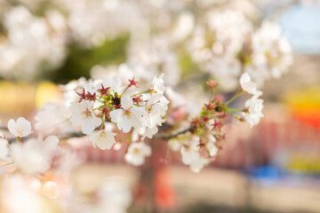 屋台をバックに咲く桜
