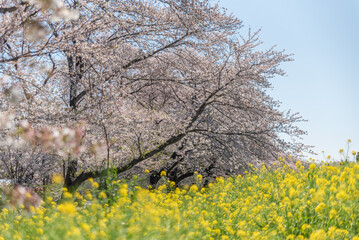 熊谷桜堤の菜の花と桜