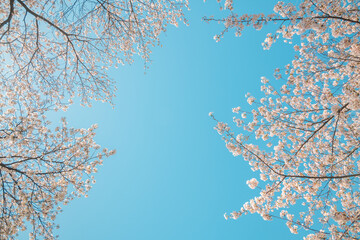 下から見上げる青空と桜