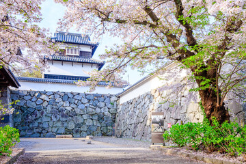 春の福岡城跡　福岡県福岡市　Fukuoka castle ruins in spring. Fukuoka Pref, Fukuoka City. - obrazy, fototapety, plakaty