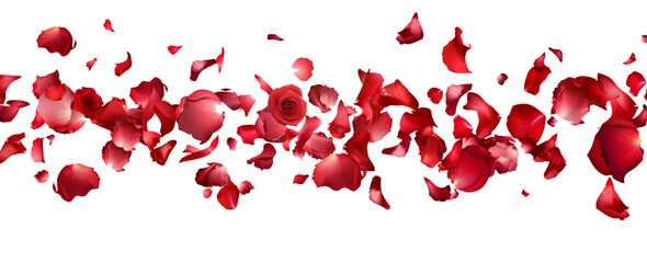 Valentine's Day concept, background of red rose petals on white background, banner