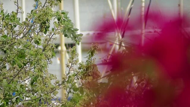 Bougainvillea or buganvilla, bugambilia, Cherei, bouganvel, bunga kertas, bougenville, Kaghazi, Napoleon, jahanamiya, veranera, trinitaria, Santa Rita, papelillo, primavera, Drillingsblume, or Sarawn.