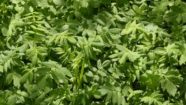 Lovage, Levisticum officinale, is a tall perennial plant, the sole species in the genus Levisticum in the family Apiaceae, subfamily Apioideae, tribe Apieae.