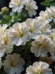white geranium flowers close-up from Generative AI