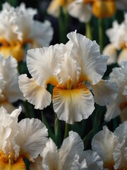 white iris flowers close-up from Generative AI