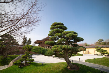 Bonsai pines (Pinus mugo or mountain pine) in dry landscaped japanese garden in the public landscape park