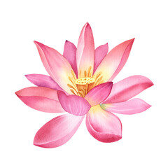 Pink lotus flower on an isolated, white background. Watercolor illustration of a water lily for spa design. Drawing of a Chinese water lily for greeting cards. Template for printing on clothes.