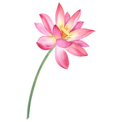 Pink lotus flower on an isolated, white background. Watercolor illustration of a water lily for spa design. Drawing of a Chinese water lily for greeting cards. Template for printing on clothes.