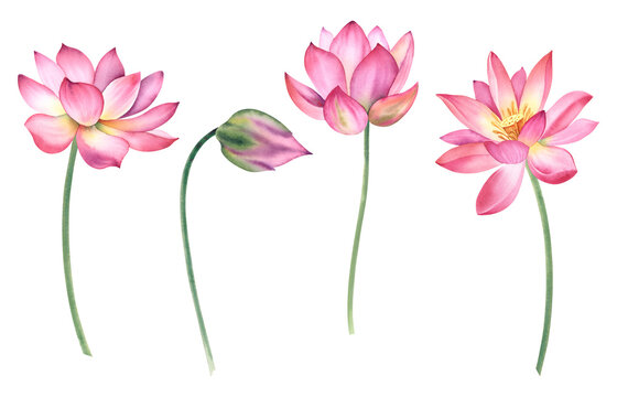 A set of pink lotus flowers on an isolated background. The watercolor illustration is hand-drawn. Delicate water lilies for spa, zen design. Clipart for printing postcards.