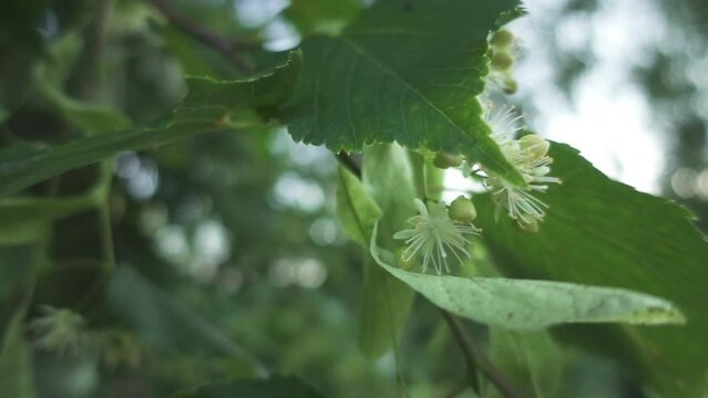 Tilia platyphyllos, large-leaved lime or large-leaved linden, is flowering plant in family Malvaceae (Tiliaceae). It is deciduous tree, native to much of Europe, growing on lime-rich soils.